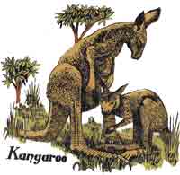 KANGAROO