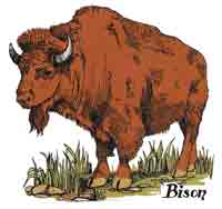 BISON