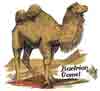 BACTRIAN CAMEL