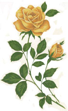 YELLOW ROSES