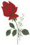 RED ROSE BITS Sheet of 80