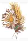 Daisy Daisies and Wheat Bit