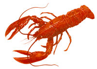 Lobster