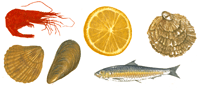 Shrimp, Shells, Fish, Orange Accent Set 6 piece