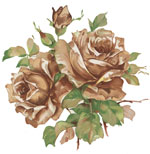 Brown Roses