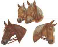 Brown Horse Heads Set of 3