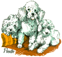 Dog Poodle
