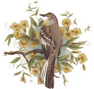 Mockingbird on Branch with Yellow Flowers