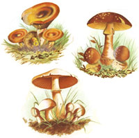 MUSHROOMS SET 3 PIECE