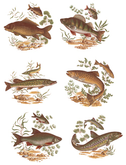 Fish Brown, Rainbow Trout, Pike, Brim, Sunfish