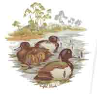 Tufted Ducks