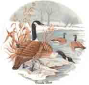 Canadian Geese