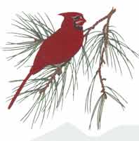 Cardinal on Pine Tree