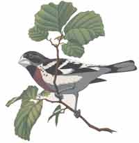 Sparrow on Poplar Tree