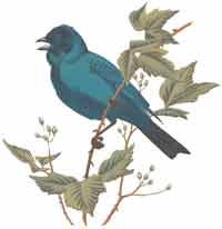 Blue Bird on Blackberry