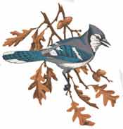 Blue Jay with Oak Branch