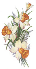 Daffodils - 4 PER SHEET