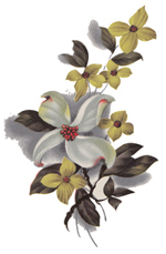 Dogwood Flower - 8 PCS. per sheet