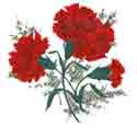 Red Carnations