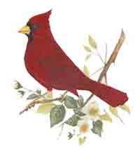 CARDINAL ON A DOGWOOD BRANCH