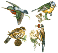 British Birds