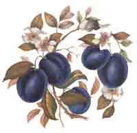 Plums with Blossoms