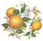 Oranges with Blossoms - 4 PER SHEET