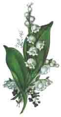 LILY OF THE VALLEY