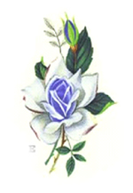 Sapphire (Blue) Rose Flowers
