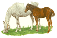 Mare & Foal