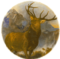 ELK