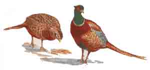 PHEASANT - WINTER SCENE