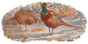 PHEASANT - WINTER SCENE