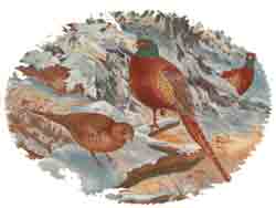 PHEASANT - WINTER SCENE