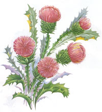 Thistle