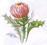 Thistle