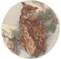 Long Eared Owl