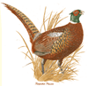 Ringneck Pheasant