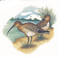 Curlew