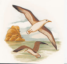 Black Browed Albatross