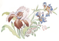 Iris