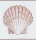 Shells - Border with 6 Shells