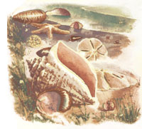 CRYSTAL CONCH SHELL SCENE with STARFISH, SAND DOLLAR, MURAL