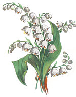 Lily of the Valley