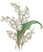 Lily of the Valley