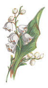 Lily of the Valley