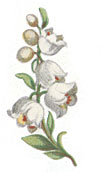 Lily of the Valley bits SHEET OF 42