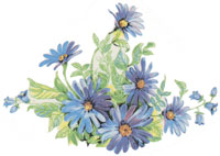 Blue Daisy-Daisies