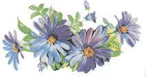 Blue Daisy-Daisies