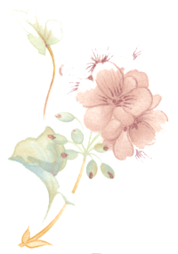 Geraniums